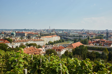 Fototapeta na wymiar View of the vineyard and on the roofs of Prague's houses, the Czech Republic.