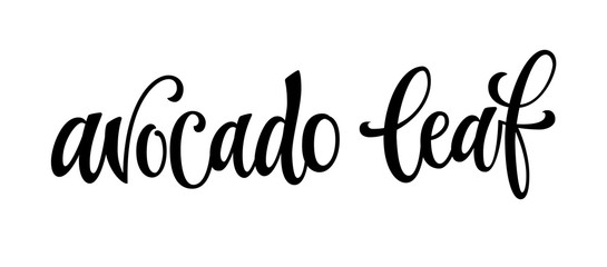 Avocado leaf - hand drawn spice label. Isolated calligraphy scrypt stile word. Vector lettering design element.