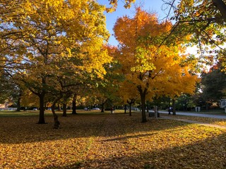 Fall in Evanston