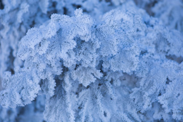 Scenic winter landscape with snowy fir trees. Winter postcard.
