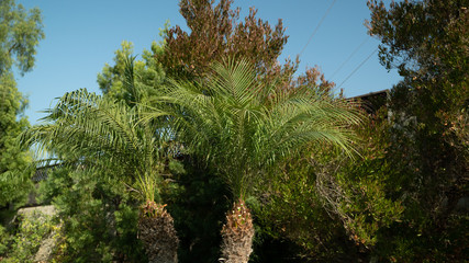 Fototapeta premium Palm Tree