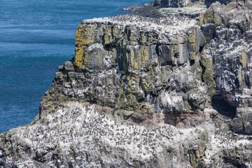 Seabirds nesting on bird cliffs of Rathlin Island, Northern Ireland.