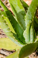 Looking Down At Aloe Vera Plant
