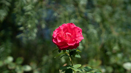 Rose Flower