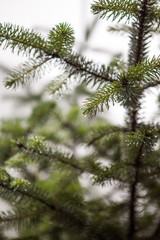 Obraz premium Water Droplets