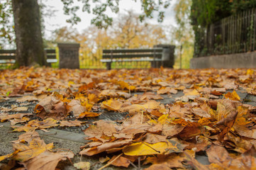 Close-up of the yellow maple leaves laying on the asphalt, with the unfocused sitting bank in the background.
