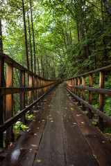 Forest Bridge