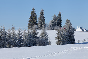 Scenic winter landscape with snowy fir trees. Winter postcard.