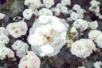 Obraz na płótnie Canvas White roses garden, multi exposure 