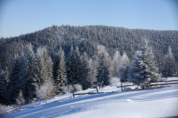 Scenic winter landscape with snowy fir trees. Winter postcard.