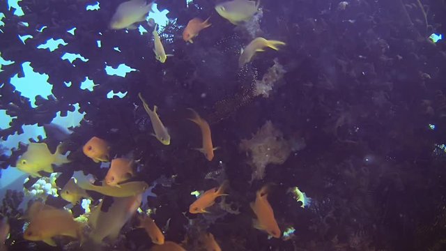 Sea Goldies Under Coral, Philippines