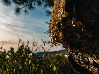 Yellow amber resin on the trunk of a large pine on a blurred background of greenery of the forest and blue sky with clouds.