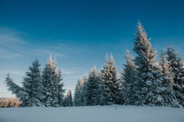 Scenic winter landscape with snowy fir trees. Winter postcard.