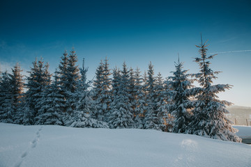 Scenic winter landscape with snowy fir trees. Winter postcard.