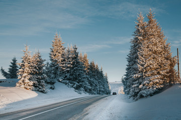 Obraz premium Scenic winter landscape with snowy fir trees. Winter postcard.