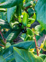 The black fruits of curly honeysuckle, or German honeysuckle (lat.Lonicera periclymenum), among the...