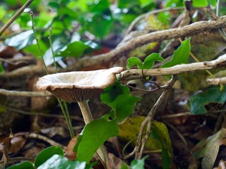 mushrooms on the tree