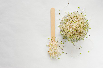 Sprouted alfalfa seeds in the glass jar on white baqckground.