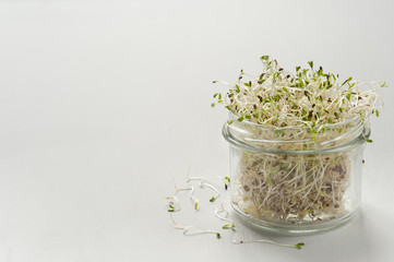 Microgreen or alfalfa sprouts in the glass jar on the gray background.