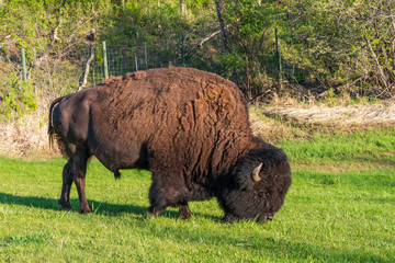 Bison Grazing by the Side of the Road
