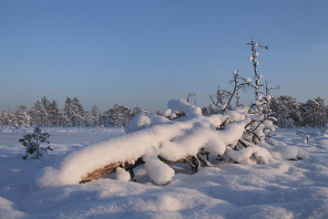 Old snow covered fallen tree. Winter landscape.