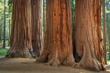 Trees in the Morning Sunlight, Sequoia National Park