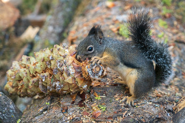 Black Squirrel Eating a Pinecone at Sequoia National Park
