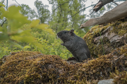 Portrait de Gerbilles