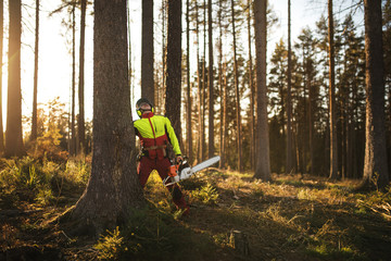 Logger man cutting a tree with chainsaw. Lumberjack working with chainsaw during a nice sunny day. Tree and nature. People at work.