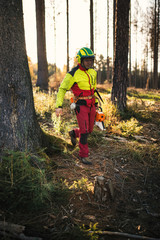 Logger man cutting a tree with chainsaw. Lumberjack working with chainsaw during a nice sunny day. Tree and nature. People at work.