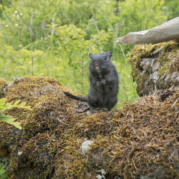 Portrait de Gerbilles