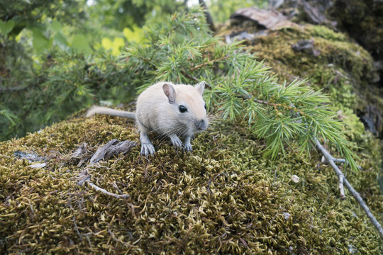 Portrait de Gerbilles