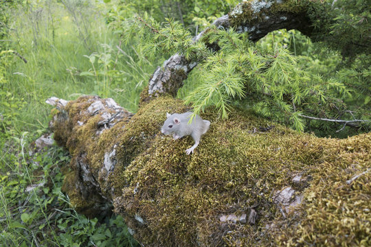 Portrait de Gerbilles