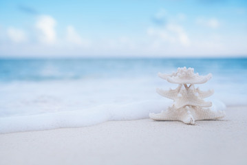 white starfish on white sand beach, with ocean sky and seascape