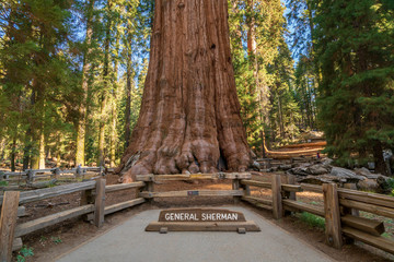 The General Sherman Tree at Sequoia National Park