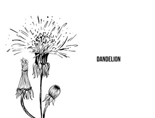 Flowering dandelion freehand vector illustration. Spring honey plant, wildflower outline. Fragile summer flower, Taraxacum leaves and petals monochrome engraving. Postcard, poster design element
