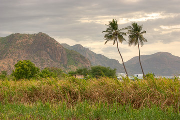 Fototapeta na wymiar Serene village scene with palm trees and hills