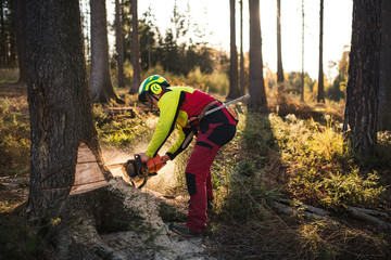Logger man cutting a tree with chainsaw. Lumberjack working with chainsaw during a nice sunny day. Tree and nature. People at work. - 301261589
