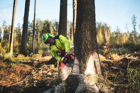 Logger man cutting a tree with chainsaw. Lumberjack working with chainsaw during a nice sunny day. Tree and nature. People at work.