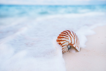 nautilus shell on white beach sand, against sea waves