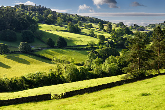 Bright green pastureland for cows and sheep in morning sunlight with drystone fence hedgerows near Troutbeck Lake District England