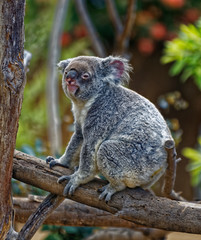 Koala Phascolarctos cinereus Queensland . Australia Order: Diprotodontia Family: Phascolarctidae