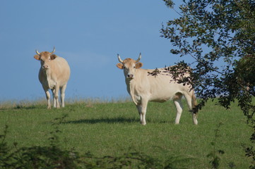 Obraz premium Cows grazing in a meadow of Cantabria, Spain