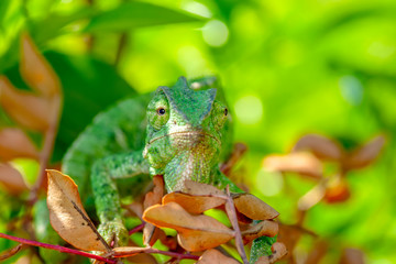 Macro shots, Beautiful nature scene green chameleon 