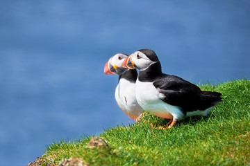 Two puffins standing on a grassy cliff top looking like a mirror image of each other.