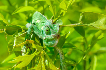 Macro shots, Beautiful nature scene green chameleon 