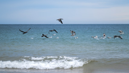Gannet juveniles flying past seagulls on the ocean near the shore
