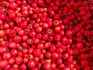 Berry background - red hawthorn.