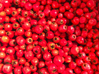 Berry background - red hawthorn.