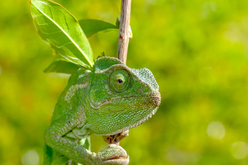 Macro shots, Beautiful nature scene green chameleon 